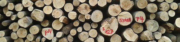 proNARO - Der Holzeinkaufspezialist für die Zellstoff- und Papierindustrie